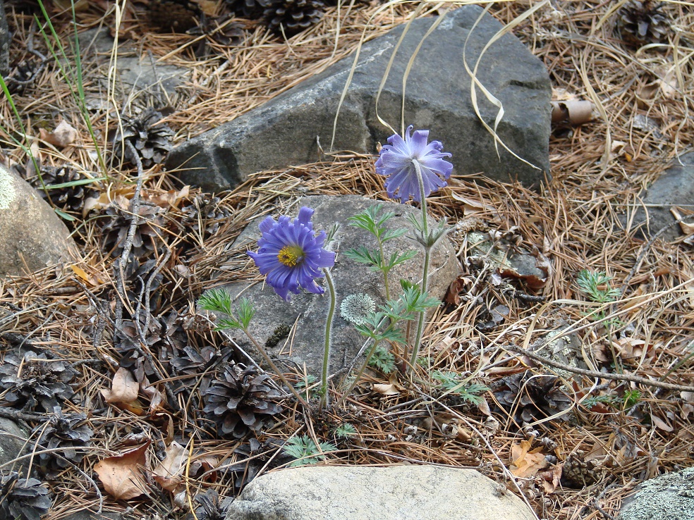 Image of Pulsatilla regeliana specimen.