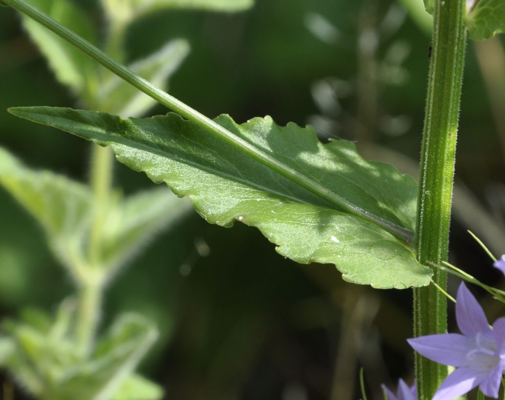 Изображение особи Campanula rapunculus.