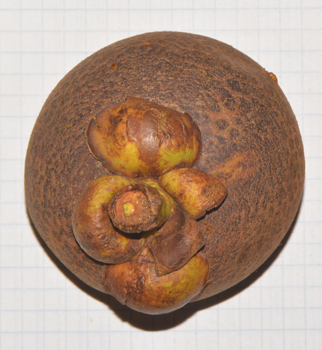 Image of Garcinia mangostana specimen.