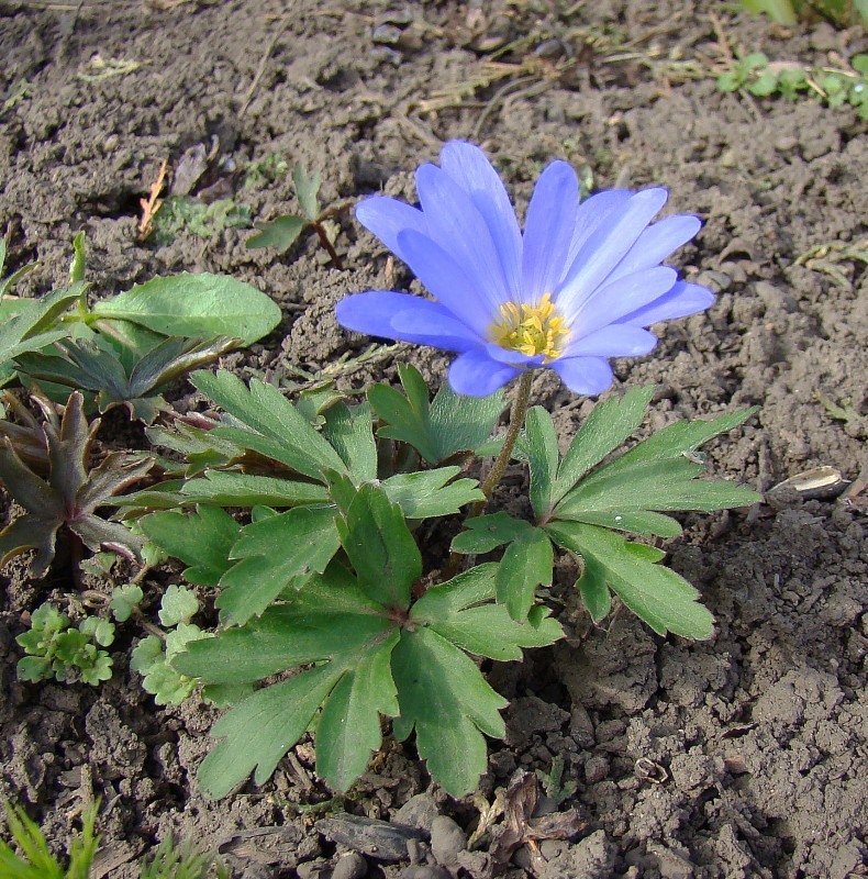 Image of Anemone blanda specimen.