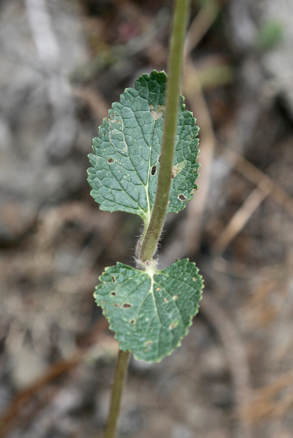 Image of Phlomoides stellata specimen.