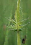 Valeriana amurensis