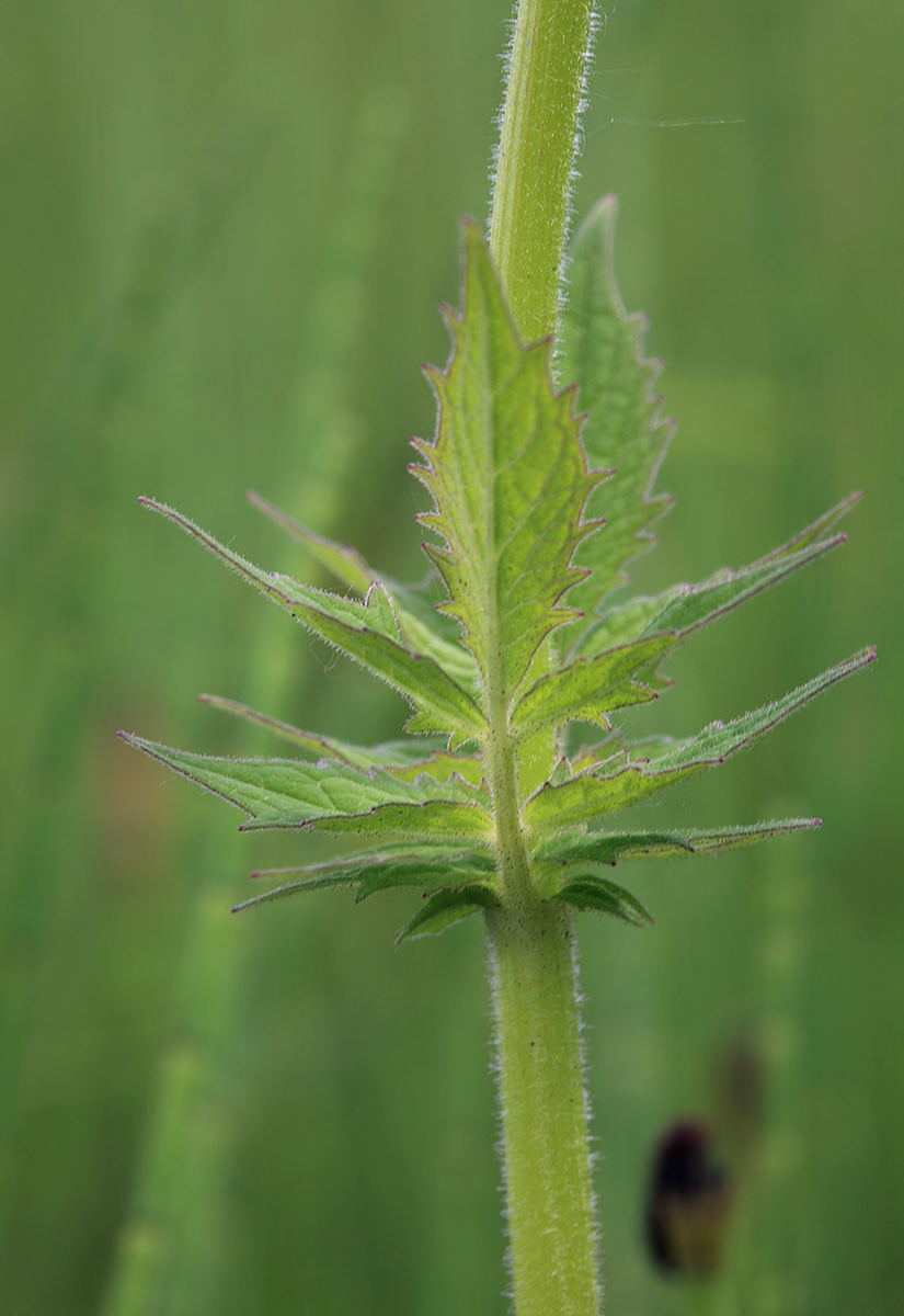 Изображение особи Valeriana amurensis.