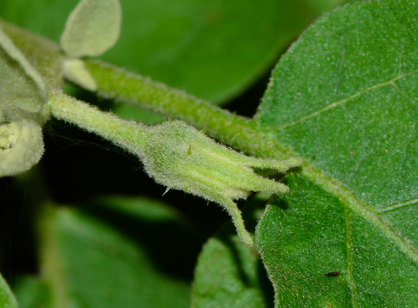 Image of Solanum undatum specimen.