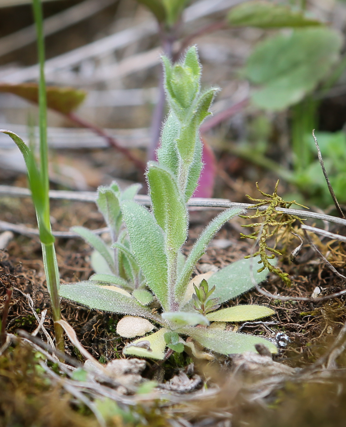 Image of Draba nemorosa specimen.