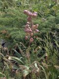 Eremurus lactiflorus. Плодоносящее растение. Южный Казахстан, горы Каракус. 07.05.2007.