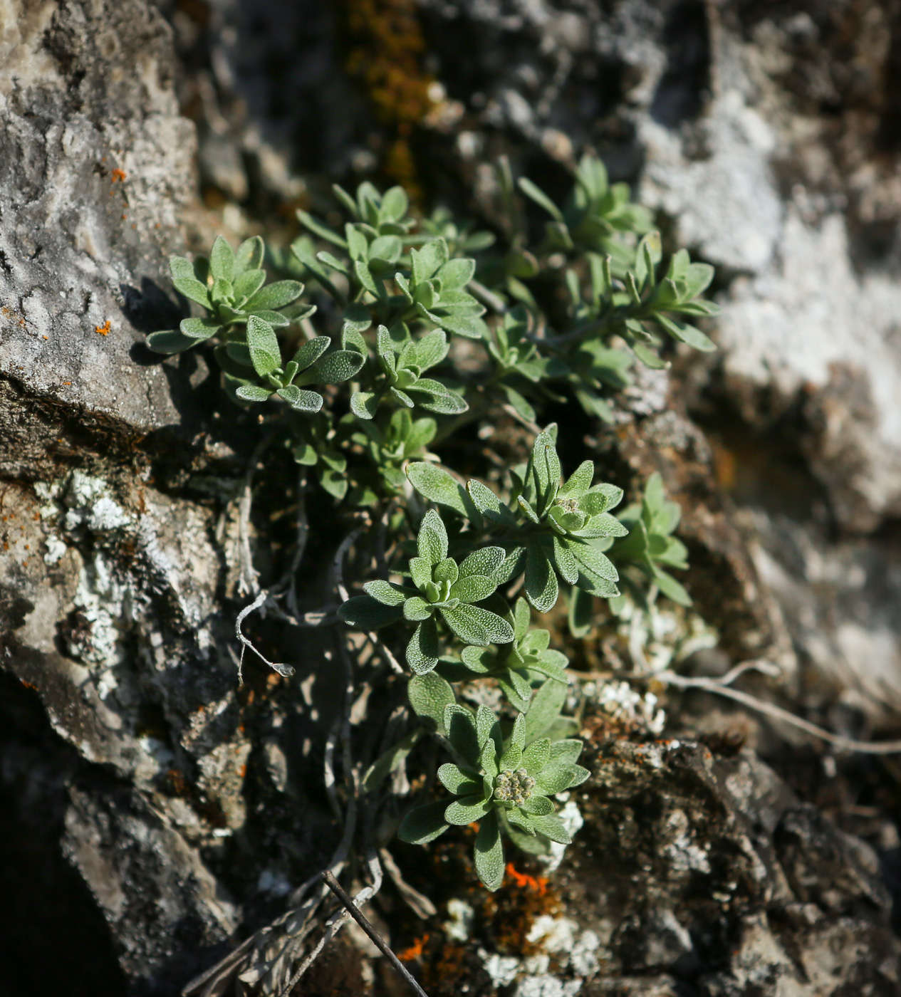 Image of Schivereckia podolica specimen.