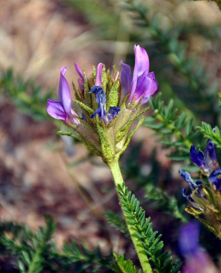 Image of Oxytropis pseudoglandulosa specimen.