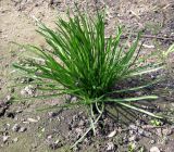 Ornithogalum kochii. Группа сестринских растений, выращиваемая в культуре на затенённом участке. Украина, Киев, Южная Борщаговка. 15 апреля 2010 г.