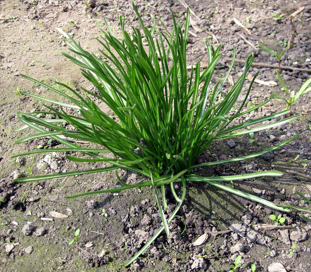 Image of Ornithogalum kochii specimen.