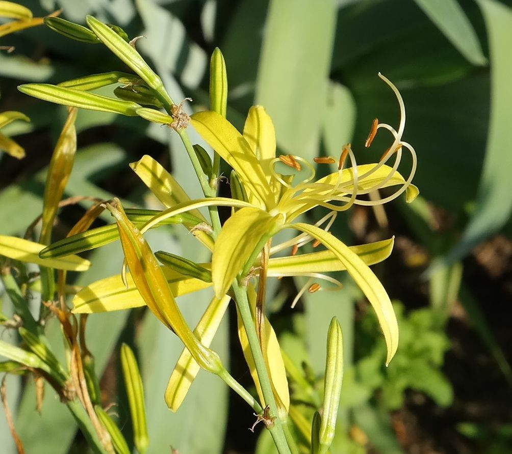 Изображение особи Asphodeline liburnica.