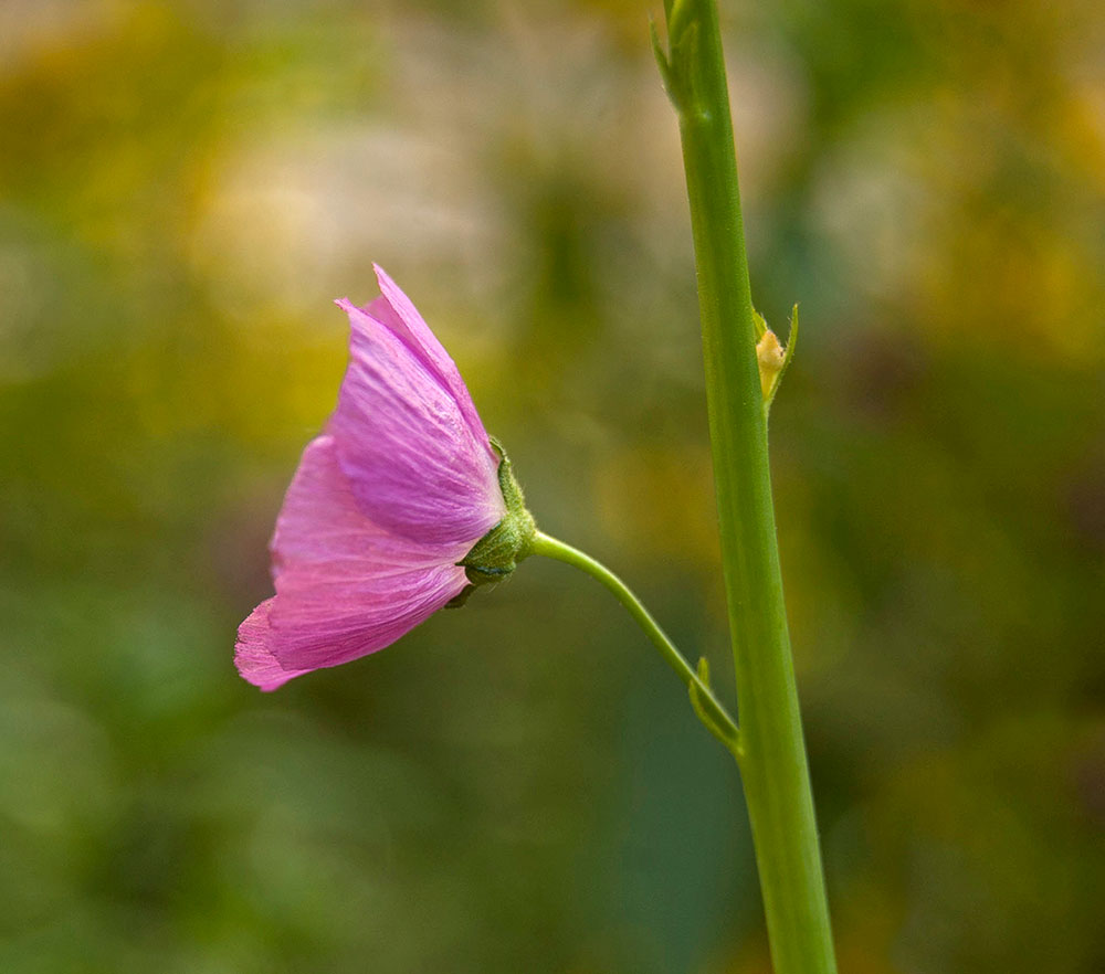 Image of Sidalcea malviflora specimen.