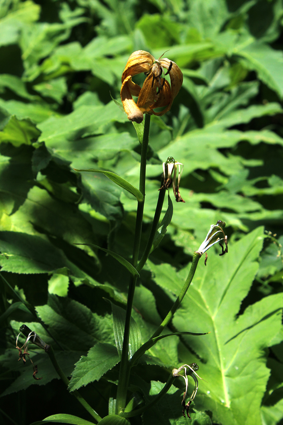 Image of Lilium monadelphum specimen.