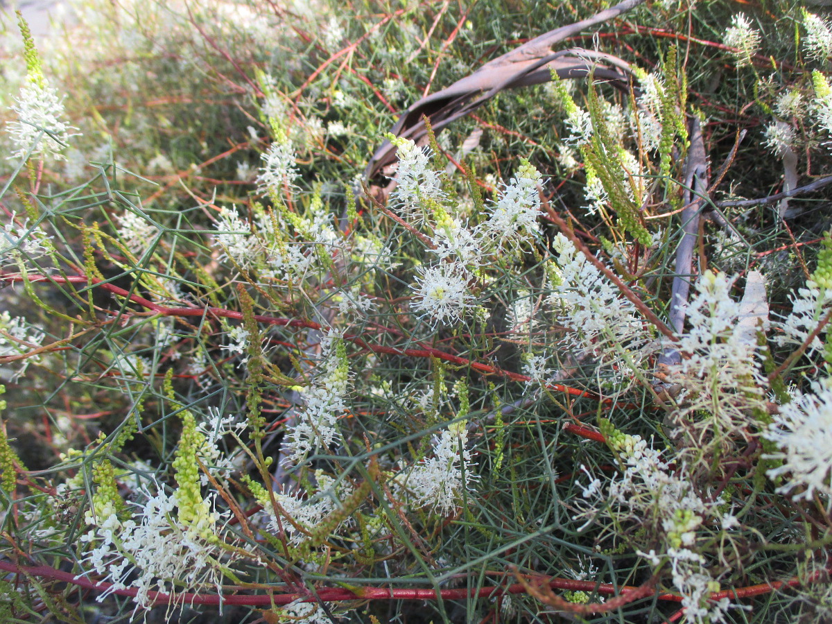 Image of Grevillea intricata specimen.