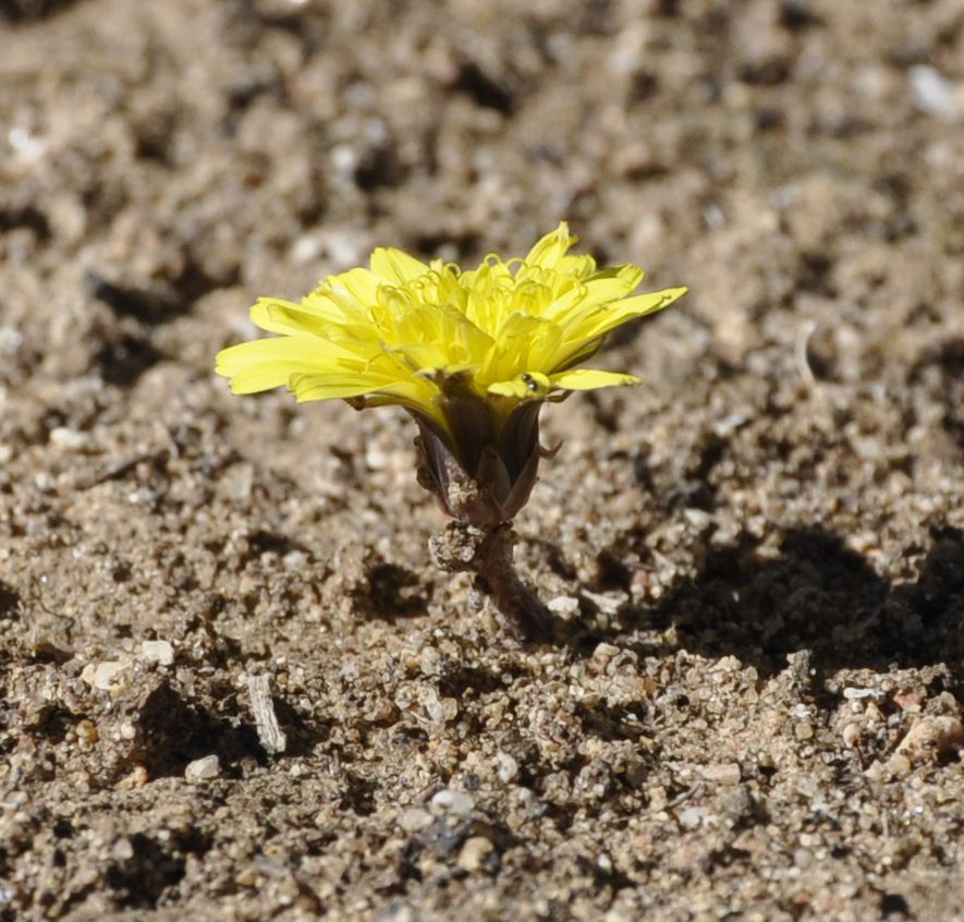 Изображение особи род Taraxacum.