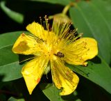 Hypericum calycinum