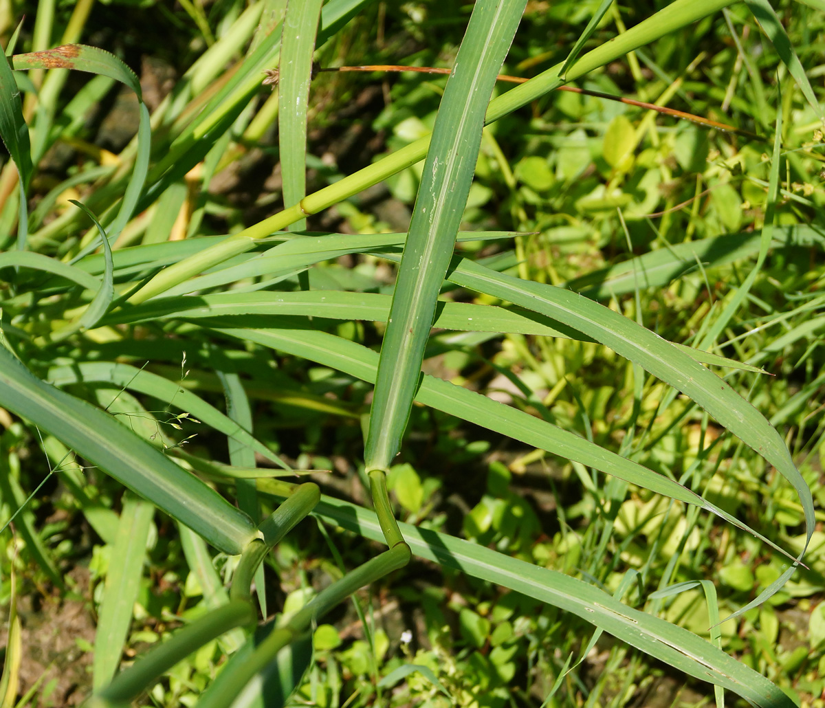 Изображение особи Echinochloa crus-galli.