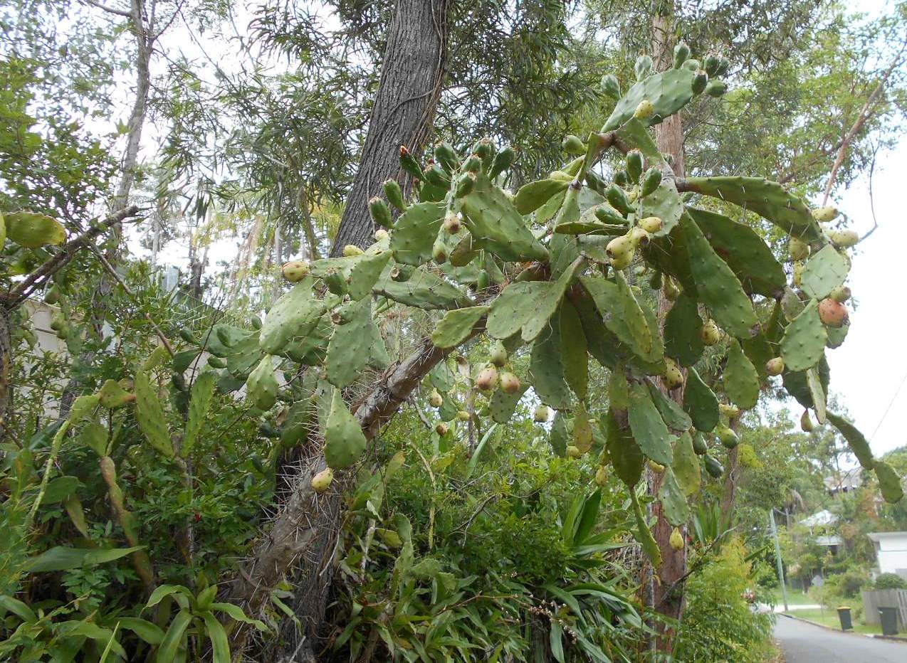 Image of genus Opuntia specimen.