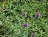 Vicia villosa