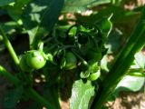 Solanum nigrum