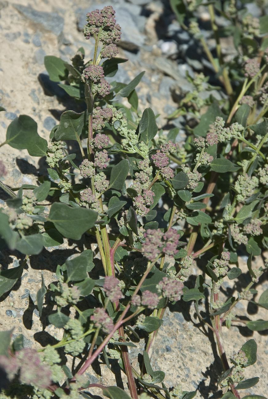 Image of Chenopodium karoi specimen.