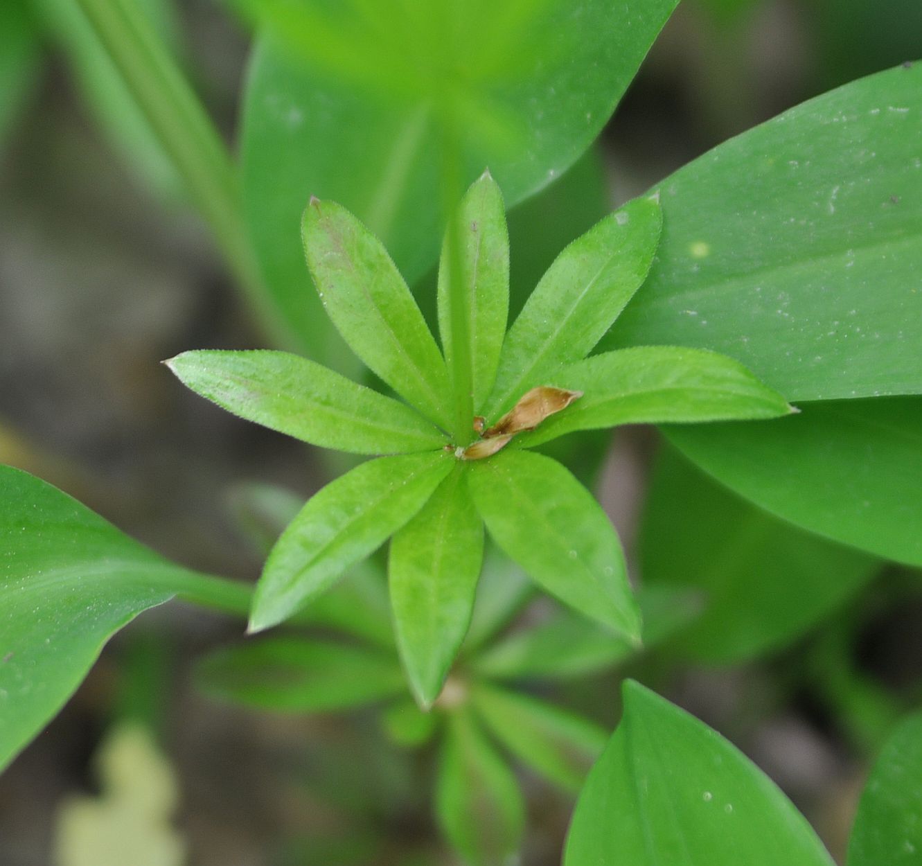 Image of Galium odoratum specimen.