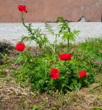 View full-size image Papaver orientale
