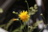 Смотреть изображение Sonchus arvensis подвид uliginosus