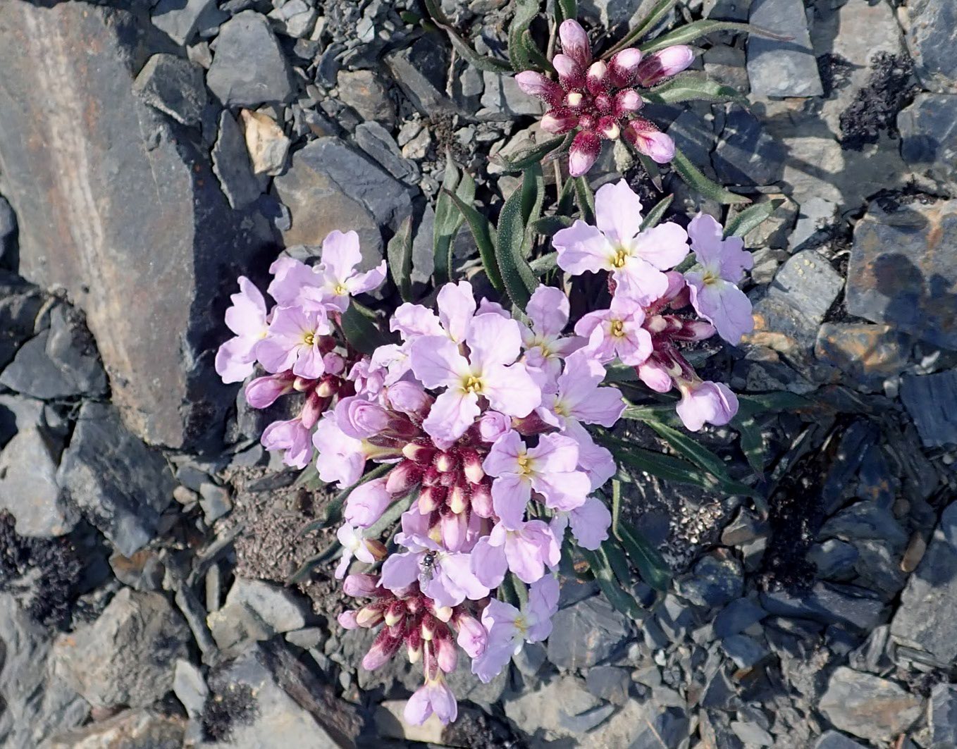 Image of Parrya nudicaulis specimen.