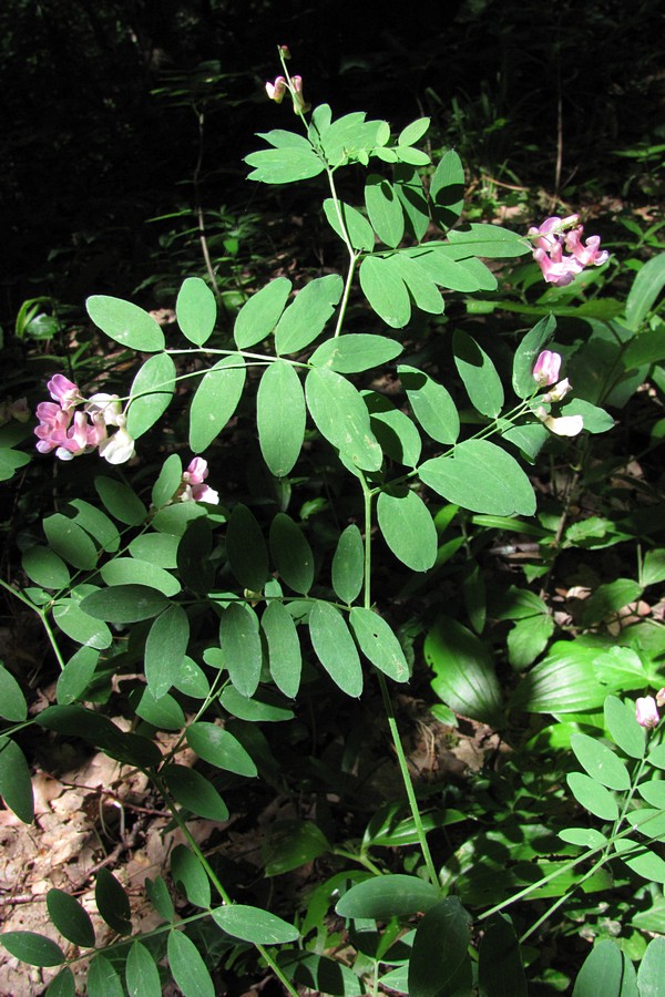 Image of Lathyrus niger specimen.