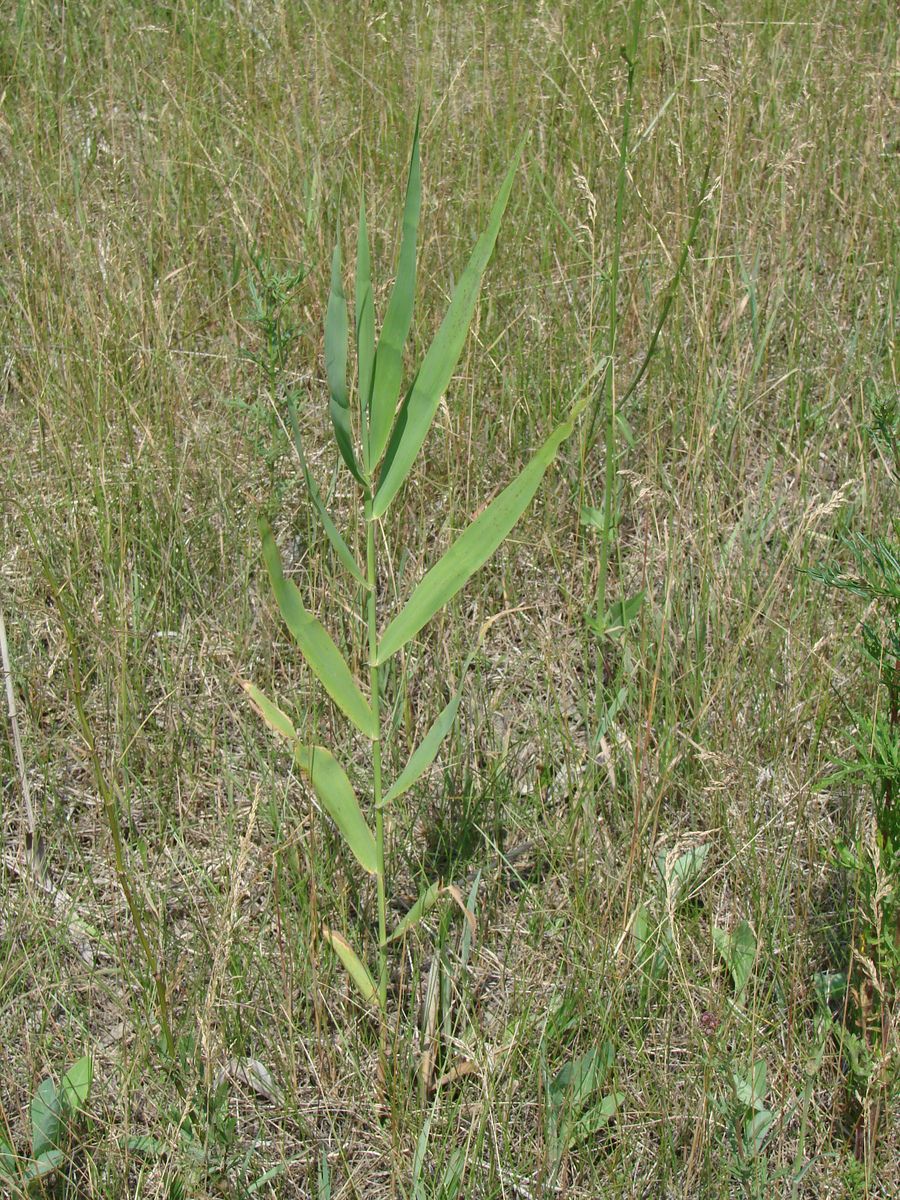 Image of Phragmites australis specimen.