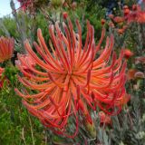 Leucospermum reflexum