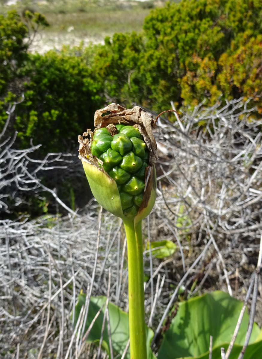 Image of Zantedeschia aethiopica specimen.