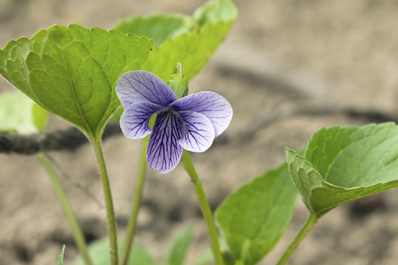 Изображение особи Viola kamtschadalorum.