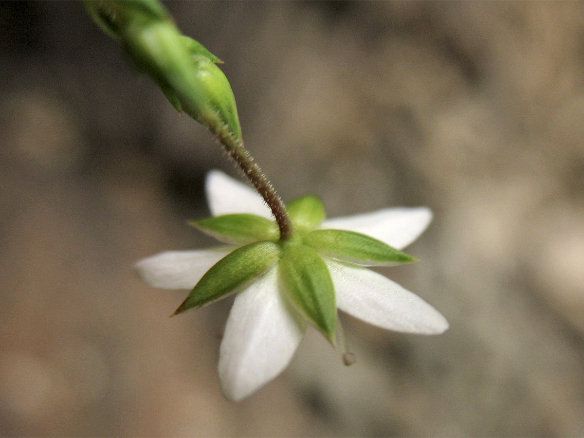 Image of Minuartia pauciflora specimen.