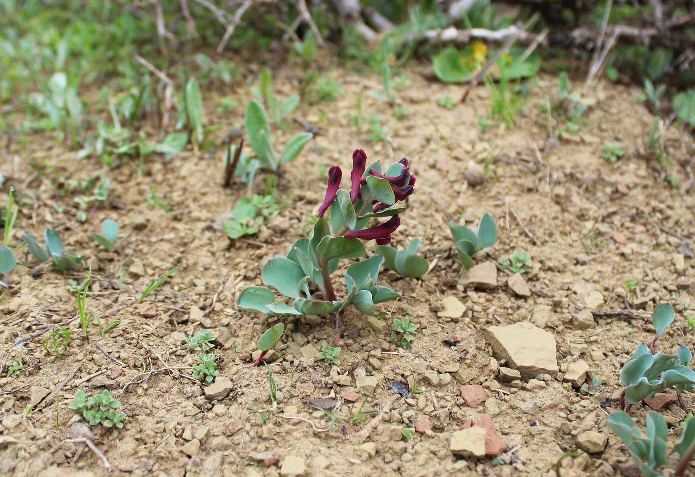 Image of Corydalis chionophila specimen.