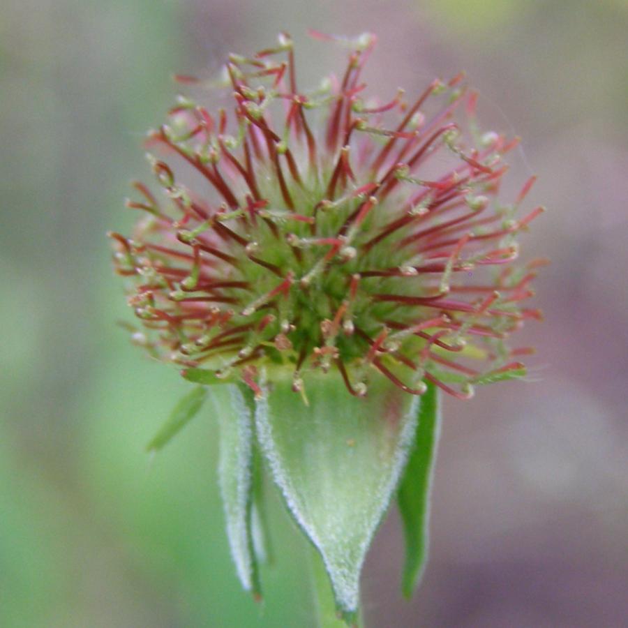 Image of Geum urbanum specimen.