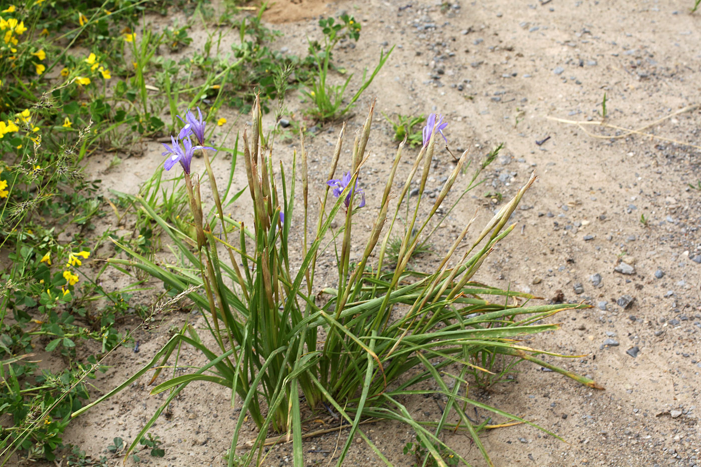 Изображение особи Moraea sisyrinchium.