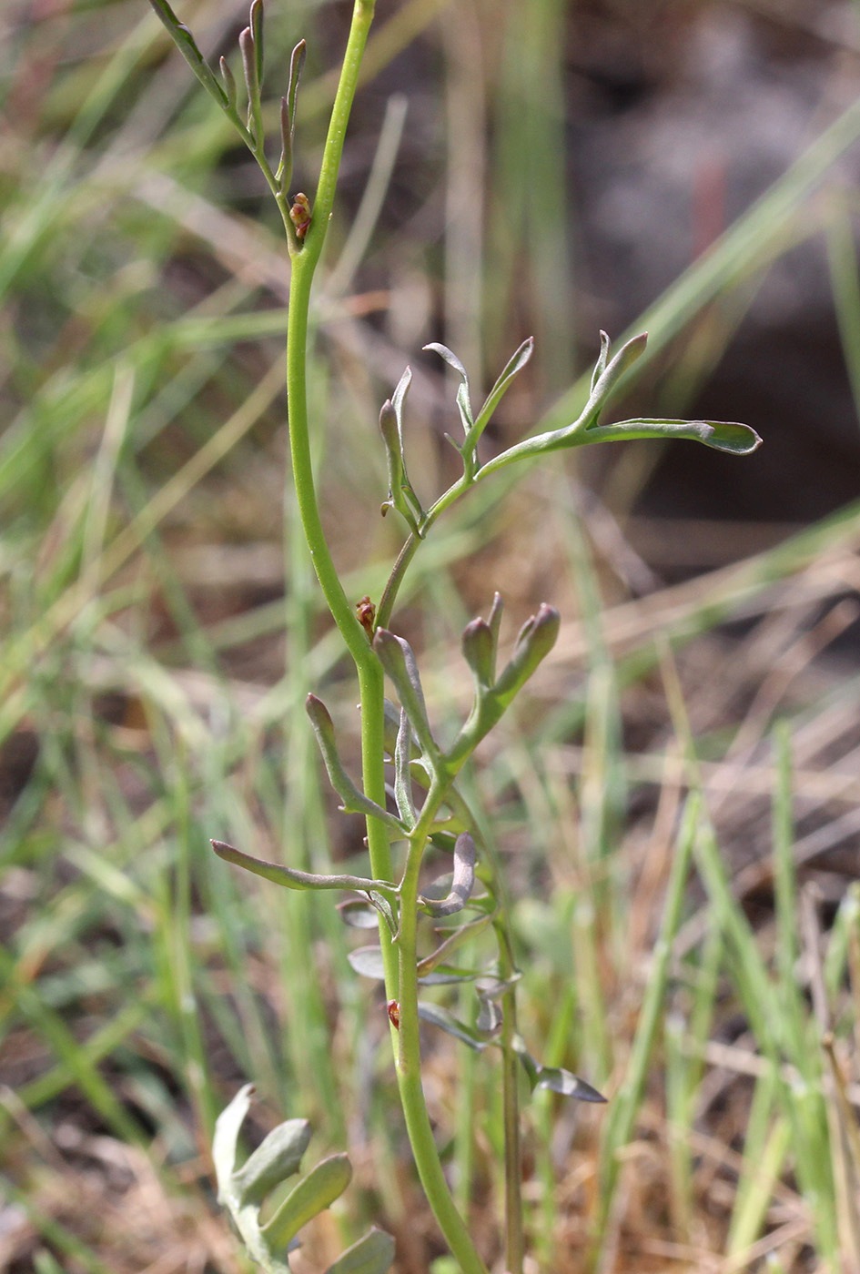 Image of Rorippa brachycarpa specimen.