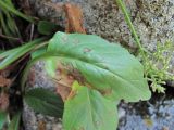 Valeriana cardamines