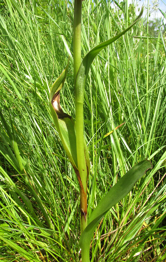 Image of Dactylorhiza incarnata specimen.