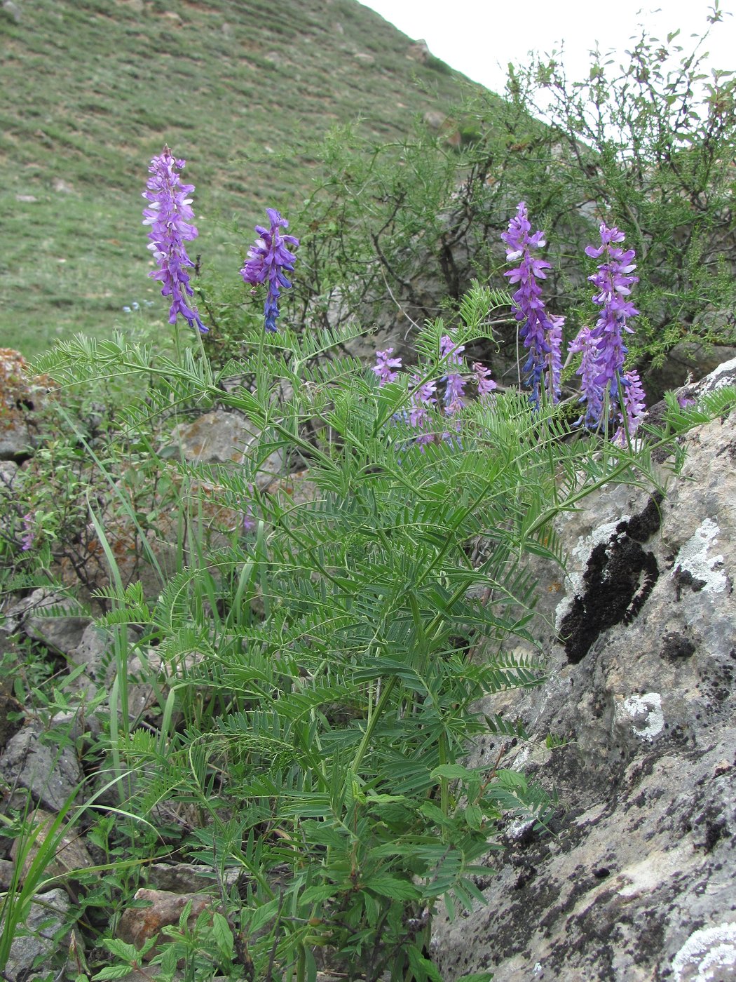 Изображение особи Vicia tenuifolia.