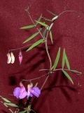 Смотреть изображение Lathyrus pilosus