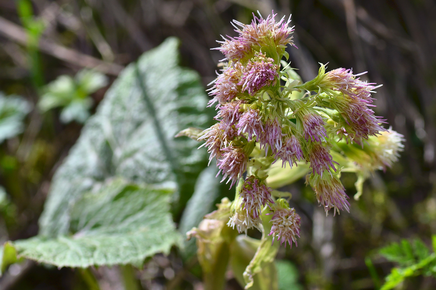 Tripterocalyx micranthus