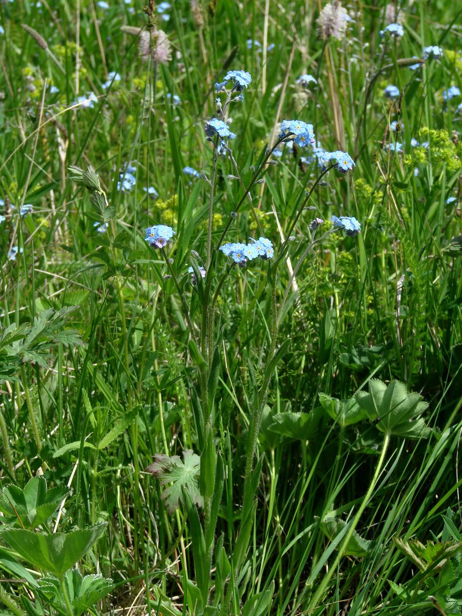 Image of genus Myosotis specimen.