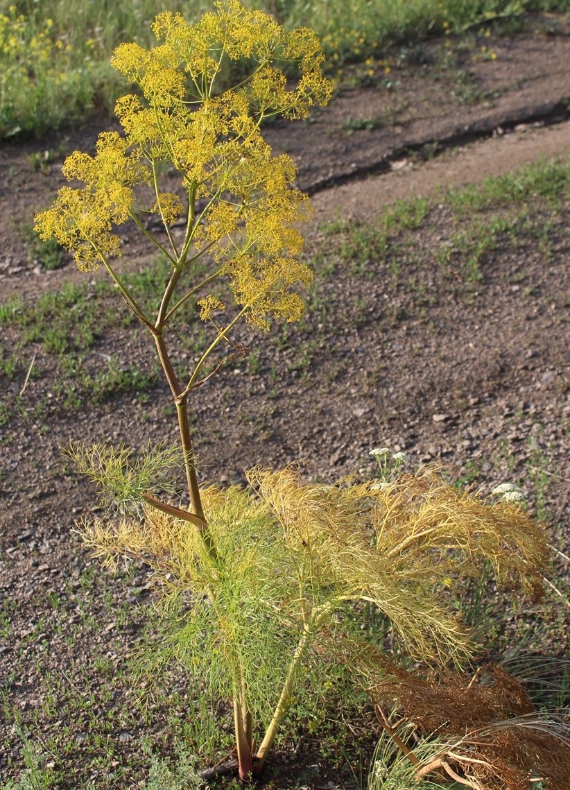 Image of Ferula songarica specimen.