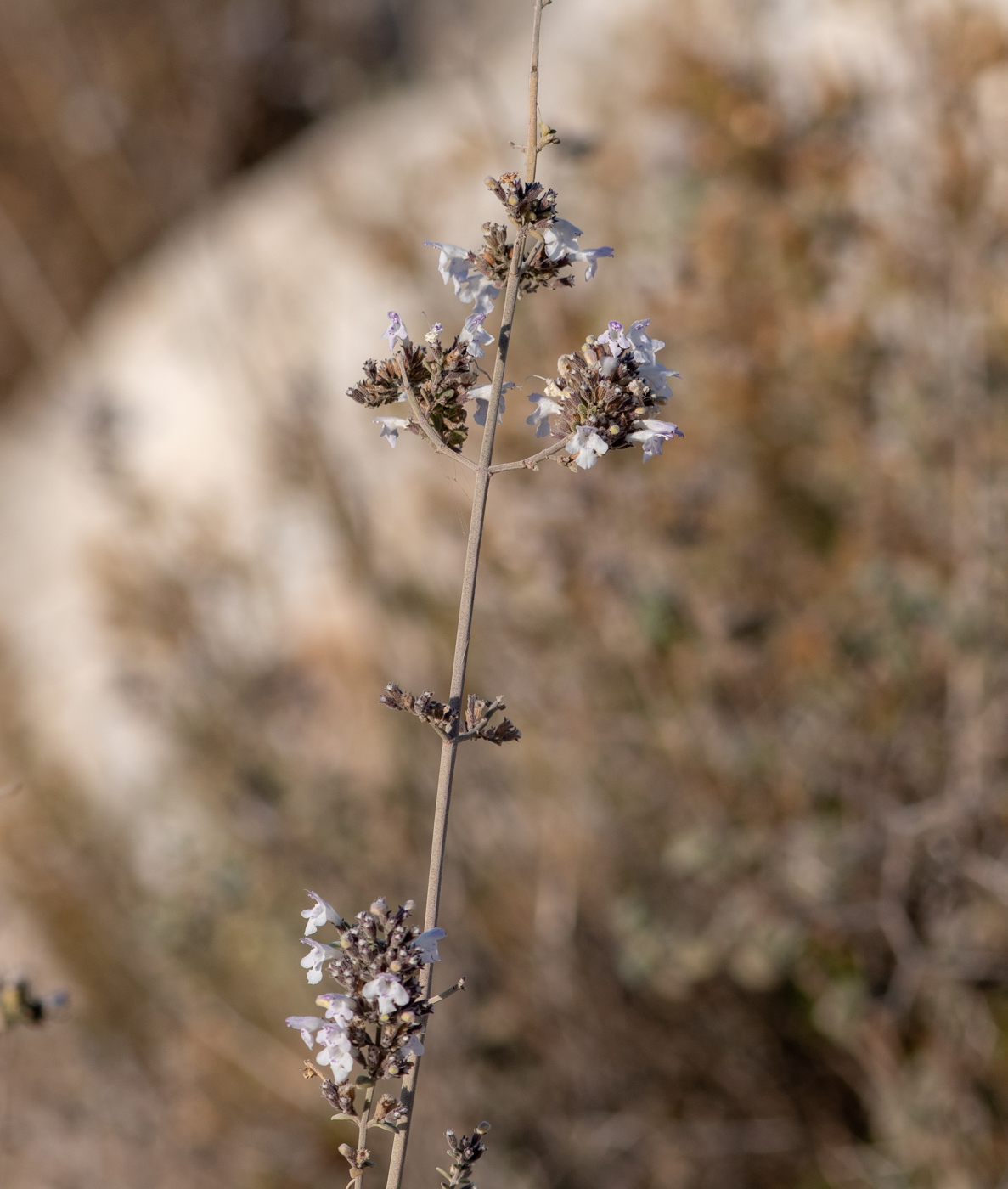 Image of Micromeria fruticosa specimen.