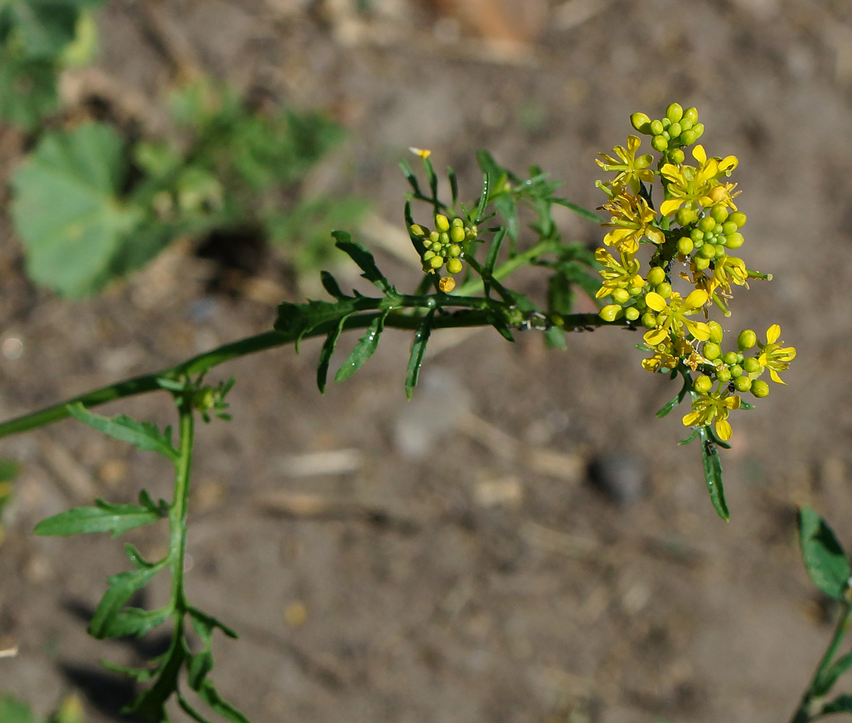 Image of Rorippa sylvestris specimen.