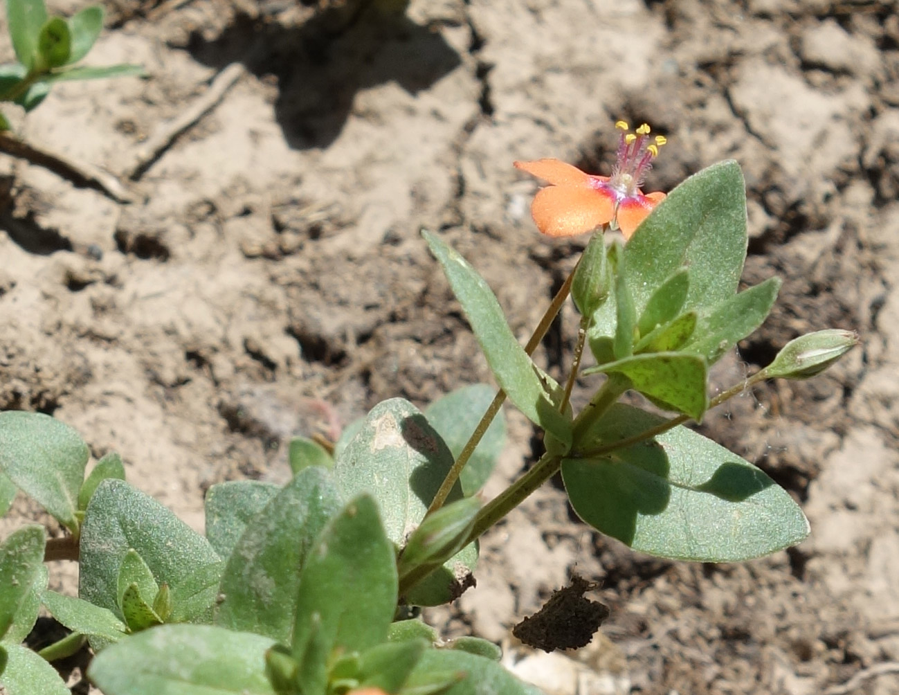 Изображение особи Anagallis arvensis.