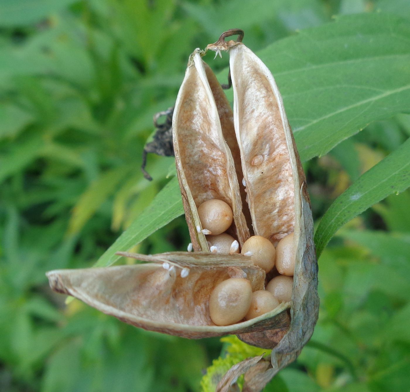 Image of Iris aphylla specimen.